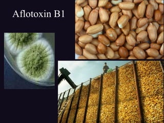 Aflotoxin B1
 