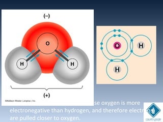 - water is a polar molecule because oxygen is more
electronegative than hydrogen, and therefore electrons
are pulled closer to oxygen.
 