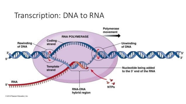 Chemical Composition Dna Chemical Composition Dna