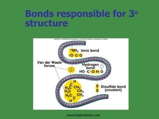 Chemicalcomposition Of The Body | PPT