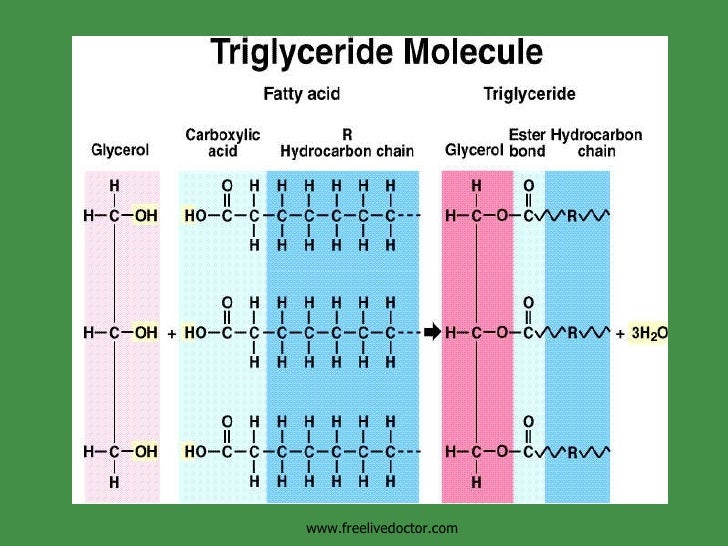 Triglycerides Liquid At Room Temperature Triglycerides Liquid At Room Temperature