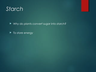 Starch
 Why do plants convert sugar into starch?
 To store energy
 