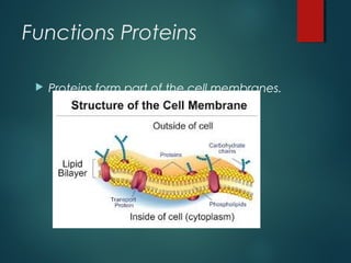 Functions Proteins
 Proteins form part of the cell membranes.
 