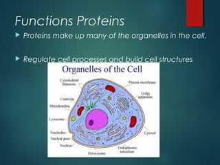 Functions Proteins
 Proteins make up many of the organelles in the cell.
 Regulate cell processes and build cell structures
 