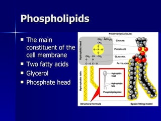 Phospholipids The main constituent of the cell membrane Two fatty acids Glycerol Phosphate head 