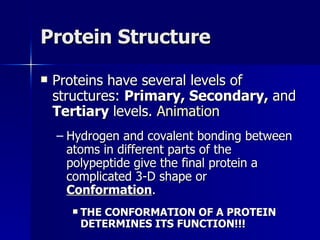 Protein Structure Proteins have several levels of structures:  Primary, Secondary,  and  Tertiary  levels.  Animation Hydrogen and covalent bonding between atoms in different parts of the polypeptide give the final protein a complicated 3-D shape or  Conformation . THE CONFORMATION OF A PROTEIN DETERMINES ITS FUNCTION!!! 