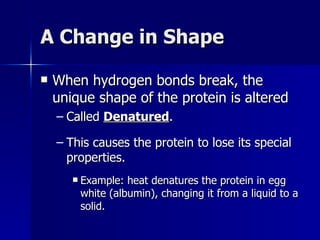 A Change in Shape When hydrogen bonds break, the unique shape of the protein is altered  Called  Denatured . This causes the protein to lose its special properties. Example: heat denatures the protein in egg white (albumin), changing it from a liquid to a solid. 