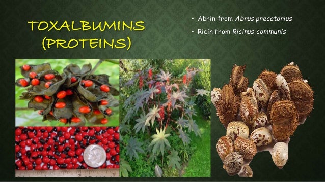 chemical constituents of plants pdf