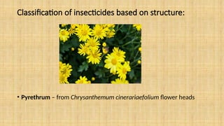 Classification of insecticides based on structure:
• Pyrethrum – from Chrysanthemum cinerariaefolium flower heads
 