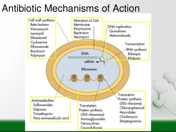 Ampicillin And Amoxicillin Metabolism