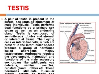 TESTIS
 A pair of testis is present in the
scrotal sac (outside abdomen) of
male individuals. Testis performs
dual functions as a primary sex
organ as well as an endocrine
gland. Testis is composed of
seminiferous tubules and stromal
or interstitial tissue. The Leydig
cells or interstitial cells, which are
present in the intertubular spaces
produce a group of hormones
called androgens mainly
testosterone. Androgens regulate
the development, maturation and
functions of the male accessory
sex organs like epididymis, vas
deferens, seminal vesicles,
prostate gland, urethra etc. These
hormones stimulate muscular
 