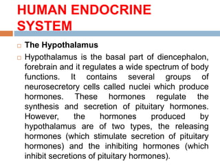 HUMAN ENDOCRINE
SYSTEM
 The Hypothalamus
 Hypothalamus is the basal part of diencephalon,
forebrain and it regulates a wide spectrum of body
functions. It contains several groups of
neurosecretory cells called nuclei which produce
hormones. These hormones regulate the
synthesis and secretion of pituitary hormones.
However, the hormones produced by
hypothalamus are of two types, the releasing
hormones (which stimulate secretion of pituitary
hormones) and the inhibiting hormones (which
inhibit secretions of pituitary hormones).
 