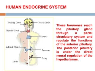 These hormones reach
the pituitary gland
through a portal
circulatory system and
regulate the functions
of the anterior pituitary.
The posterior pituitary
is under the direct
neural regulation of the
hypothalamus.
HUMAN ENDOCRINE SYSTEM
 