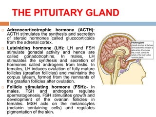 THE PITUITARY GLAND
 Adrenocorticotrophic hormone (ACTH):
ACTH stimulates the synthesis and secretion
of steroid hormones called glucocorticoids
from the adrenal cortex.
 Luteinizing hormone (LH): LH and FSH
stimulate gonadal activity and hence are
called gonadotrophins. In males, LH
stimulates the synthesis and secretion of
hormones called androgens from testis. In
females, LH induces ovulation of fully mature
follicles (graafian follicles) and maintains the
corpus luteum, formed from the remnants of
the graafian follicles after ovulation.
 Follicle stimulating hormone (FSH):- In
males, FSH and androgens regulate
spermatogenesis. FSH stimulates growth and
development of the ovarian follicles in
females. MSH acts on the melanocytes
(melanin containing cells) and regulates
pigmentation of the skin.
 