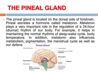 THE PINEAL GLAND
 The pineal gland is located on the dorsal side of forebrain.
Pineal secretes a hormone called melatonin. Melatonin
plays a very important role in the regulation of a 24-hour
(diurnal) rhythm of our body. For example, it helps in
maintaining the normal rhythms of sleep-wake cycle, body
temperature. In addition, melatonin also influences
metabolism, pigmentation, the menstrual cycle as well as
our defense capability.
 