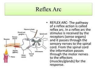 Reflex Arc
• REFLEX ARC- The pathway
of a reflex action is called
reflex arc. In a reflex arc the
stimulus is received by the
receptors (sense organs)
and it passes through the
sensory nerves to the spinal
cord. From the spinal cord
the information passes
through the motor nerves
to the effectors
(muscles/glands) for the
response.
 