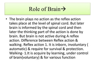 Role of Brain
• The brain plays no action as the reflex action
takes place at the level of spinal cord. But later
brain is informed by the spinal cord and then
later the thinking part of the action is done by
brain. But brain is not active during A reflex
action. Difference between Reflex action &
walking. Reflex action 1. It is inborn, involuntary (
automatic) & require for survival & protection.
Walking- 1.It is acquire by learning, under control
of brain(voluntary) & for various function
 