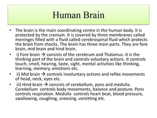 Human Brain
• The brain is the main coordinating centre in the human body. It is
protected by the cranium. It is covered by three membranes called
meninges filled with a fluid called cerebrospinal fluid which protects
the brain from shocks. The brain has three main parts. They are fore
brain, mid brain and hind brain.
• i) Fore brain  consists of the cerebrum and Thalamus. It is the
thinking part of the brain and controls voluntary actions. It controls
touch, smell, hearing, taste, sight, mental activities like thinking,
learning, memory, emotions etc.
• ii) Mid brain  controls involuntary actions and reflex movements
of head, neck, eyes etc.
• iii) Hind brain  consists of cerebellum, pons and medulla.
Cerebellum controls body movements, balance and posture. Pons
controls respiration. Medulla controls heart beat, blood pressure,
swallowing, coughing, sneezing, vomitting etc.
 