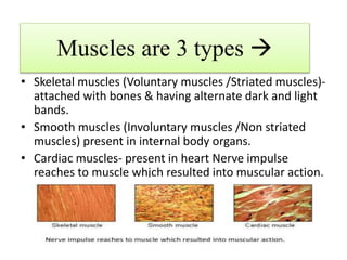 Muscles are 3 types 
• Skeletal muscles (Voluntary muscles /Striated muscles)-
attached with bones & having alternate dark and light
bands.
• Smooth muscles (Involuntary muscles /Non striated
muscles) present in internal body organs.
• Cardiac muscles- present in heart Nerve impulse
reaches to muscle which resulted into muscular action.
 