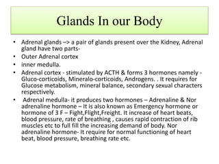 Glands In our Body
• Adrenal glands –> a pair of glands present over the Kidney, Adrenal
gland have two parts-
• Outer Adrenal cortex
• inner medulla.
• Adrenal cortex - stimulated by ACTH & forms 3 hormones namely -
Gluco-corticoids, Mineralo-corticoids, Androgens. . It requires for
Glucose metabolism, mineral balance, secondary sexual characters
respectively.
• Adrenal medulla- it produces two hormones – Adrenaline & Nor
adrenaline hormone – It is also known as Emergency hormone or
hormone of 3 F – Fight,Flight,Freight. It increase of heart beats,
blood pressure, rate of breathing , causes rapid contraction of rib
muscles etc to full fill the increasing demand of body. Nor
adrenaline hormone- It require for normal functioning of heart
beat, blood pressure, breathing rate etc.
 