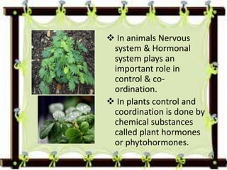  In animals Nervous
system & Hormonal
system plays an
important role in
control & co-
ordination.
 In plants control and
coordination is done by
chemical substances
called plant hormones
or phytohormones.
 