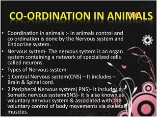 • Coordination in animals :- In animals control and
co ordination is done by the Nervous system and
Endocrine system.
• Nervous system- The nervous system is an organ
system containing a network of specialized cells
called neurons.
• Types of Nervous system-
• 1.Central Nervous system(CNS) – It includes –
Brain & Spinal cord.
• 2.Peripheral Nervous system( PNS)- It includes a.
Somatic nervous system(SNS)- it is also known as
voluntary nervous system & associated with the
voluntary control of body movements via skeletal
muscles.
 