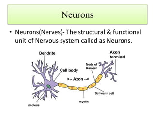 Neurons
• Neurons(Nerves)- The structural & functional
unit of Nervous system called as Neurons.
 