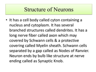 Structure of Neurons
• It has a cell body called cyton containing a
nucleus and cytoplasm. It has several
branched structures called dendrites. It has a
long nerve fiber called axon which may
covered by Schwann cells & a protective
covering called Myelin sheath. Schwann cells
separated by a gap called as Nodes of Ranvier.
Neuron ends by bulb like structure at nerve
ending called as Synaptic Knob.
 