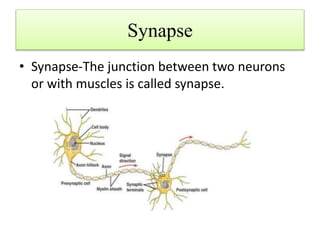 Synapse
• Synapse-The junction between two neurons
or with muscles is called synapse.
 