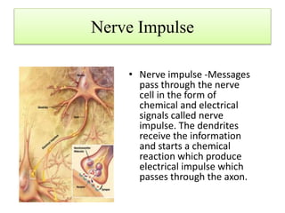 Nerve Impulse
• Nerve impulse -Messages
pass through the nerve
cell in the form of
chemical and electrical
signals called nerve
impulse. The dendrites
receive the information
and starts a chemical
reaction which produce
electrical impulse which
passes through the axon.
 