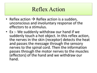 Reflex Action
• Reflex action  Reflex action is a sudden,
unconscious and involuntary response of the
effectors to a stimulus.
• Ex :- We suddenly withdraw our hand if we
suddenly touch a hot object. In this reflex action,
the nerves in the skin (receptor) detects the heat
and passes the message through the sensory
nerves to the spinal cord. Then the information
passes through the motor nerves to the muscles
(effectors) of the hand and we withdraw our
hand.
 