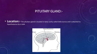 PITUITARY GLAND:-
• Location:- The pituitary gland is located in bony cavity called Sella turcica and is attached to
hypothalamus by a stalk.
 