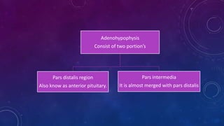 Adenohypophysis
Consist of two portion’s
Pars distalis region
Also know as anterior pituitary.
Pars intermedia
It is almost merged with pars distalis
 