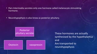 • Pars Intermedia secretes only one hormone called melanocyte stimulating
hormone.
• Neurohypophysis is also know as posterior pituitary.
Posterior
pituitary secrete
Oxytocin vasopressin
These hormones are actually
synthesised by the hypothalamus
and
Are transported to
neurohypophysis
 