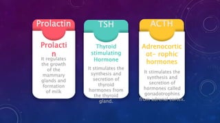 ACTHTSHProlactin
Prolacti
n
It regulates
the growth
of the
mammary
glands and
formation
of milk
Thyroid
stimulating
Hormone
It stimulates the
synthesis and
secretion of
thyroid
hormones from
the thyroid
gland.
Adrenocortic
ot- rophic
hormones
It stimulates the
synthesis and
secretion of
hormones called
gonadotrophins
from adrenal cortex.
 