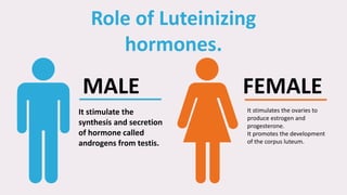 MALE
It stimulate the
synthesis and secretion
of hormone called
androgens from testis.
FEMALE
It stimulates the ovaries to
produce estrogen and
progesterone.
It promotes the development
of the corpus luteum.
Role of Luteinizing
hormones.
 