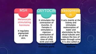 Vasopressi
n
OXYTOCINMSH
Melanocyte
stimulating
hormone
It regulates
pigmentati
on of the
skin.
It stimulates the
contraction of
muscles. In
Females it
stimulates a
vigorous
contraction of
uterus at the
time of child
birth and milk
ejection from the
mammary gland.
It acts mainly at the
kidney and
stimulates
reabsorption of
water and
electrolytes by the
distal tubules and
reduce the loss of
water through urine.
It is also called as
anti-diuretic
hormone
 