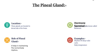 -
Location:-
These glands are located in
dorsal side of for brain
Pineal secretes a hormone called
Melatonin
Hormone
Secreted:-
Examples:-
Rhythm Of sleep-wake
cycle,
Body temperature
The Pineal Gland:-
Role of Pineal
Gland:-
It helps in maintaining
The normal body
rhythms.
 