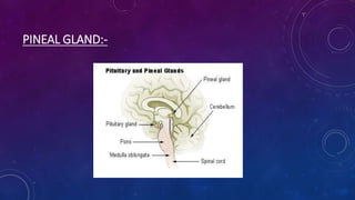 PINEAL GLAND:-
 