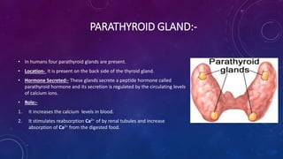 PARATHYROID GLAND:-
• In humans four parathyroid glands are present.
• Location- It is present on the back side of the thyroid gland.
• Hormone Secreted:- These glands secrete a peptide hormone called
parathyroid hormone and its secretion is regulated by the circulating levels
of calcium ions.
• Role:-
1. It increases the calcium levels in blood.
2. It stimulates reabsorption Ca2+ of by renal tubules and increase
absorption of Ca2+ from the digested food.
 