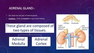 ADRENAL GLAND:-
• Our body has one pair of adrenal glands.
• Location:- They are located on top of each kidney.
These gland are composed of
two types of tissues.
Adrenal
Medulla
Adrenal
Cortex
 