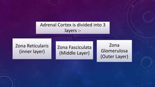 Adrenal Cortex is divided into 3
layers :-
Zona Reticularis
(inner layer)
Zona Fasciculata
(Middle Layer)
Zona
Glomerulosa
(Outer Layer)
 