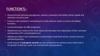 FUNCTION’S:-
• Glucocorticoids stimulate glycogenesis, lipolysis, proteolysis and inhibit cellular uptake and
utilisation of amino acids.
• Cortisol is also involved in maintaining the cardio-vascular system as well as the kidney
functions.
• Cortisol stimulates the RBC production.
• Aldosterone acts mainly at the renal tubule and stimulates the reabsorption of Na+ and water
and excretion of K+ and phosphate ions.
• Aldosterone helps in the maintenance of electrolytes, body fluid volume, osmotic pressure
and blood pressure.
• Small amount of androgenic steroids are also secreted by the adrenal cortex which help in
the growth of axial hair, pubic hair and facial hair during puberty.
 