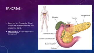 PANCREAS:-
• Pancreas is a Composite Gland
which acts as both exocrine and
endocrine gland.
• Location:- it is located behind
the stomach
 