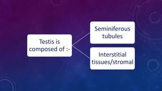 Testis is
composed of :-
Seminiferous
tubules
Interstitial
tissues/stromal
 
