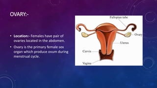 OVARY:-
• Location:- Females have pair of
ovaries located in the abdomen.
• Ovary is the primary female sex
organ which produce ovum during
menstrual cycle.
 
