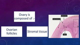 Ovary is
composed of :-
Ovarian
follicles
Stromal tissue
 