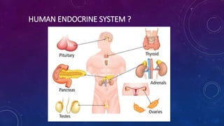 HUMAN ENDOCRINE SYSTEM ?
 