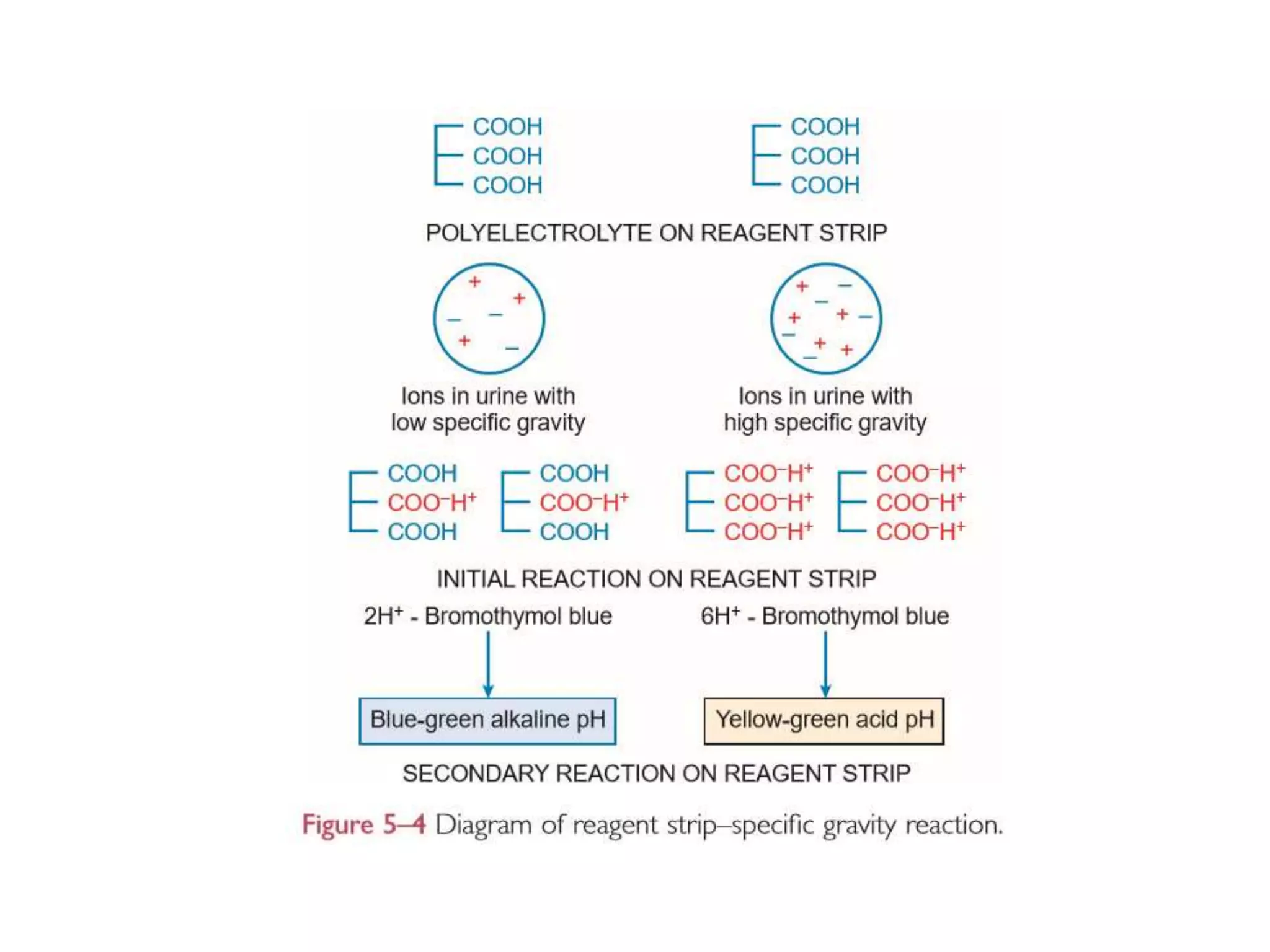 Chemical examination of urine (rgt strip) | PPTX