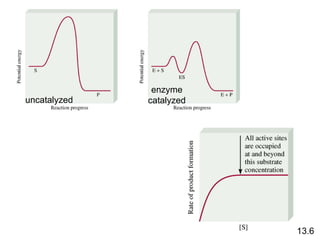 13.6 uncatalyzed enzyme catalyzed 